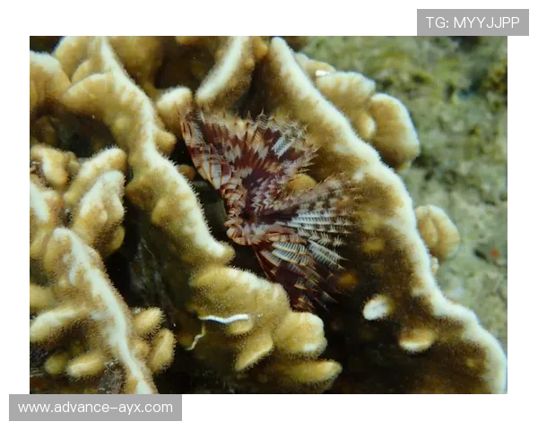 科隆俱乐部新赛季备战动态与转会最新进展全面解析报道深度观察